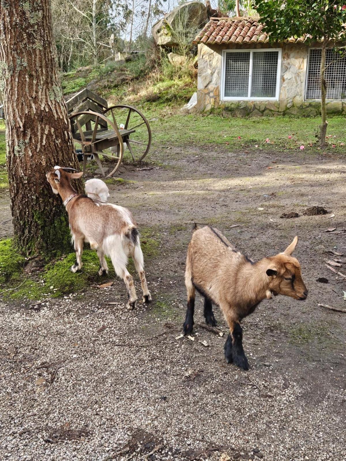 Camping Rural Ria De Arosa 2 Ribeira Eksteriør billede